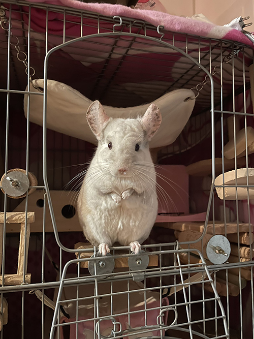 立ち上がるゴゴちゃん