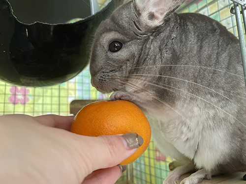 みかんを渡されるまりもちゃん