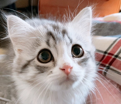 上目遣いがかわいいミクちゃんのアップ