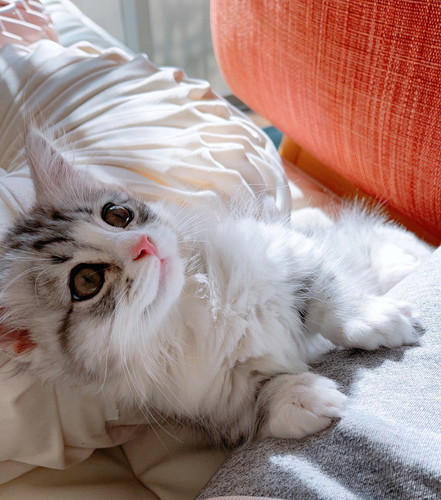 前足を乗せるミクちゃん