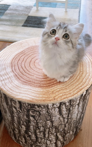 クッションの上に乗るミクちゃん