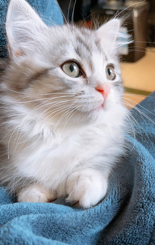 お外を眺めるミクちゃん