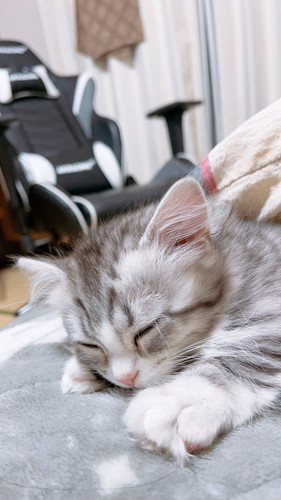 眠るミクちゃん