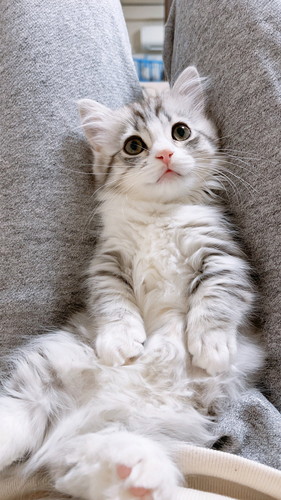 くつろぐミクちゃん