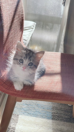 日を浴びるミクちゃん