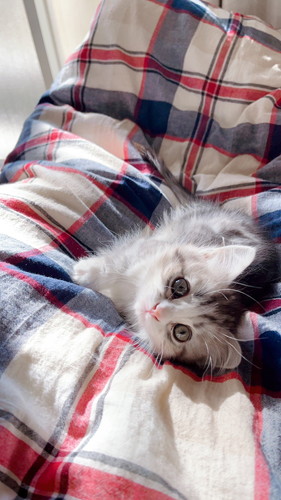 寝転ぶミクちゃん