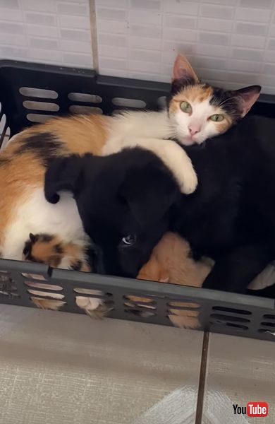 子猫をかわいがる子犬