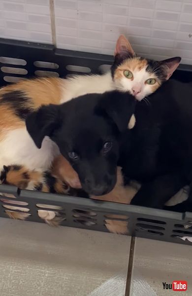 子猫と子犬と母猫