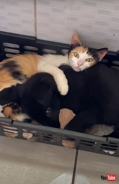 仲良しな犬猫たち