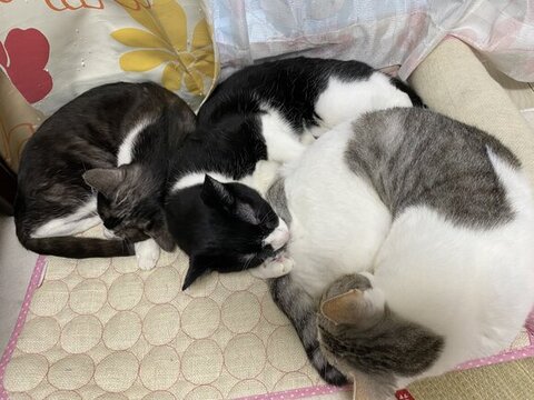 くっついて寝る3匹