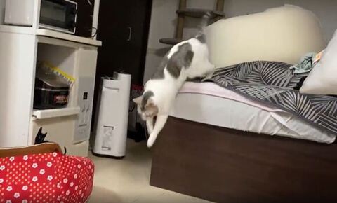 ベッドから降りるとうふちゃん