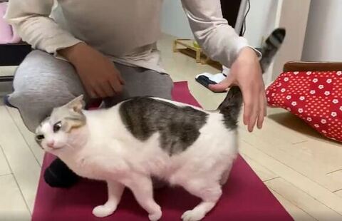 飼い主さんにスリスリするとうふちゃん