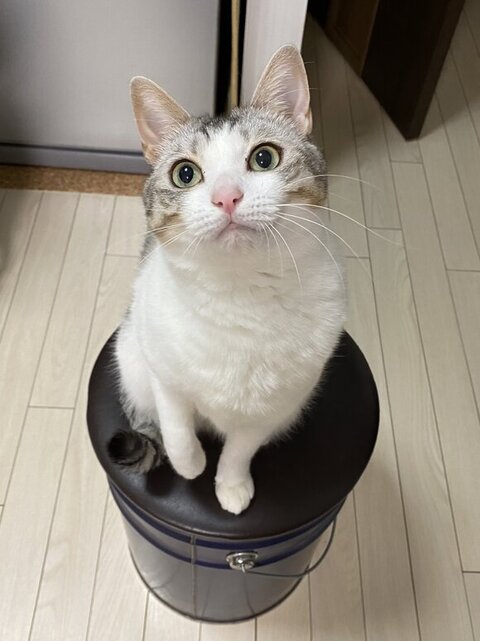 朝と夜は必ずもみもみするうにくん