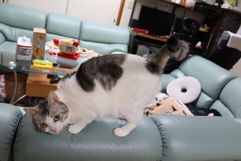 お尻をつきあげるとうふちゃん