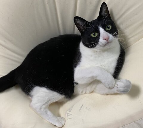 おもちゃにつられるくろまめちゃん