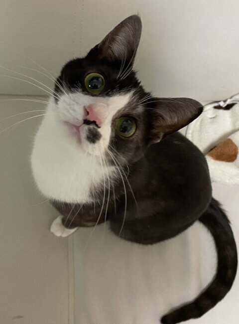 おもちゃを見上げるもやしくん