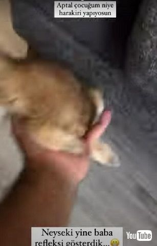 子猫をキャッチする飼い主