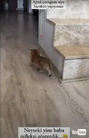 堂々とした子猫