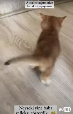 動じない子猫