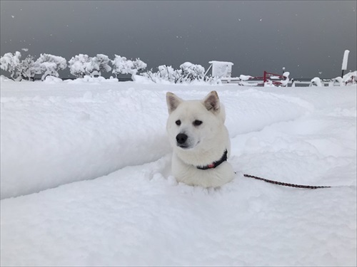 雪に入るワンちゃん