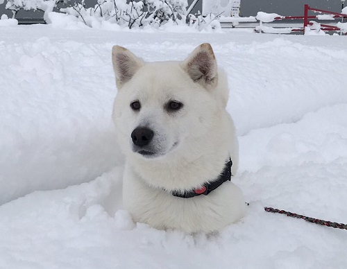 雪に埋まるワンちゃん