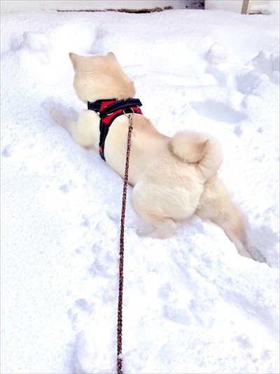 雪道を歩くワンちゃん