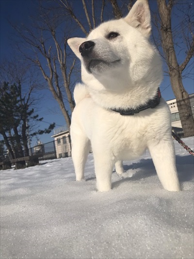 雪とワンちゃん