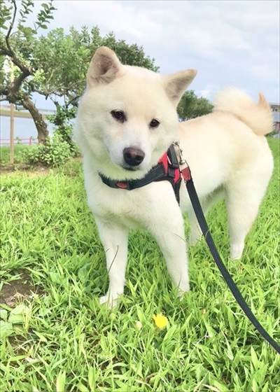 お散歩中の白柴