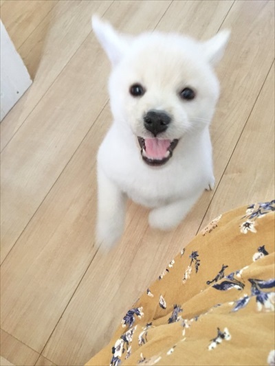 白柴の子犬