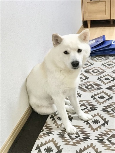 飼い主を見つめるワンコ