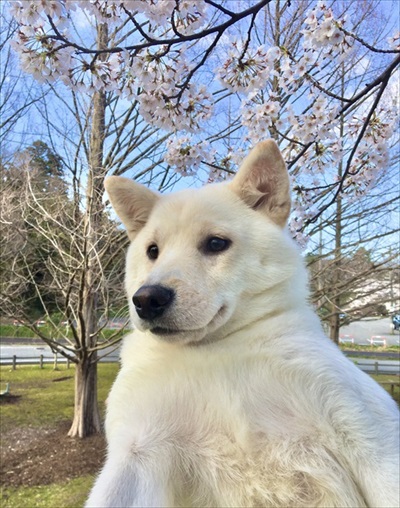 ムキムキに見えるワンコ