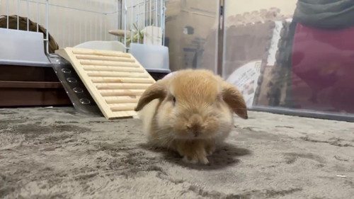 耳が垂れているウサギ