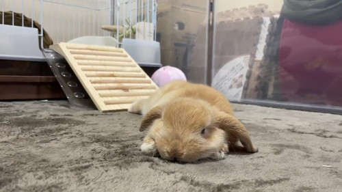 寝落ちするウサギ