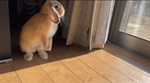 外を見るウサギ
