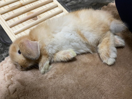 ごろごろするウサギ