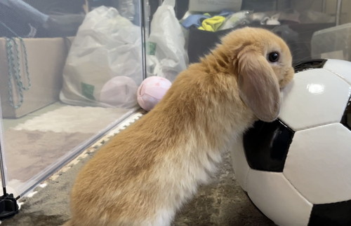 ボールで遊ぶウサギ
