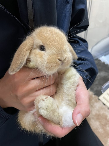 抱っこされるウサギ