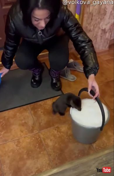 クロテンの動画