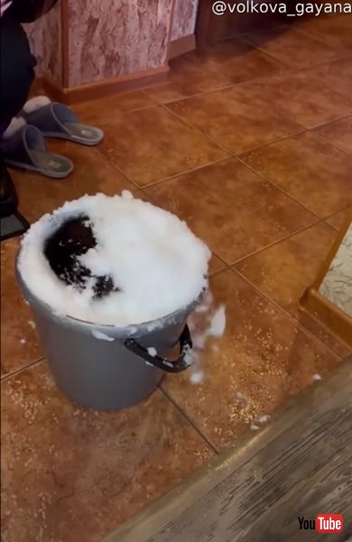 雪に潜るクロテン