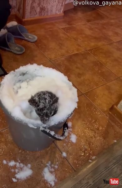 テンションが高いクロテン