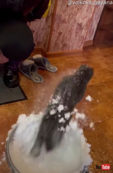 雪で遊ぶクロテン