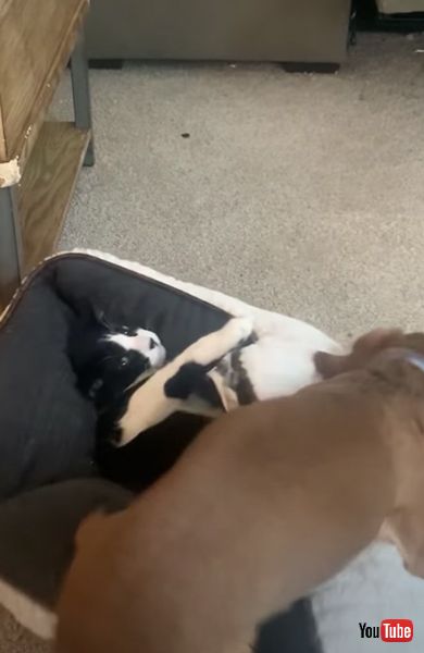 ベッドを手で押さえる猫