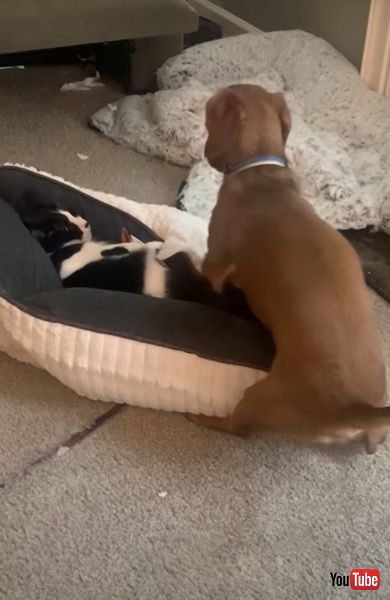 ワンコとニャンコのベッド争奪戦