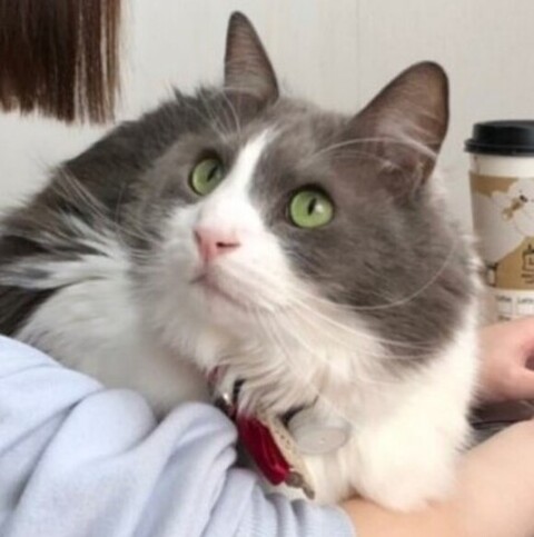 デスクに座るいーくんのアップ