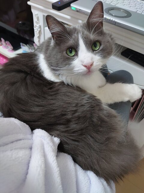 膝に座るいーくん