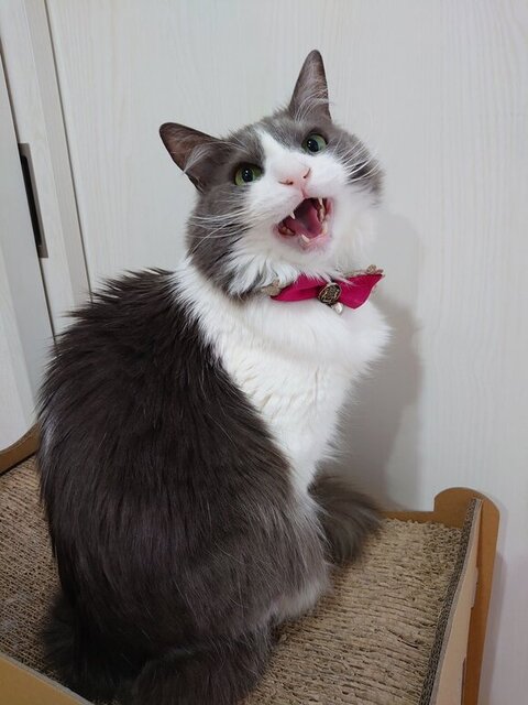 鳴いているいーくん