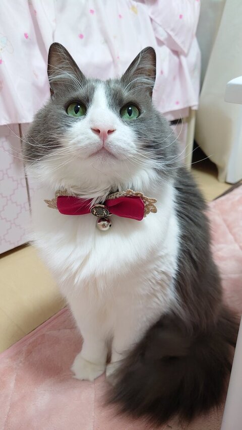 お座りするいーくん