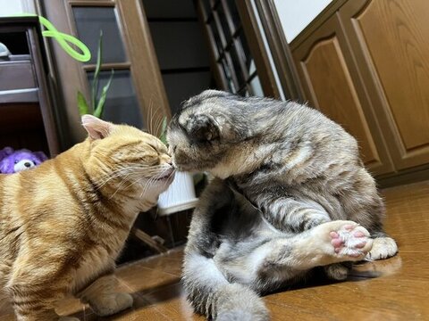 鼻チューする2匹