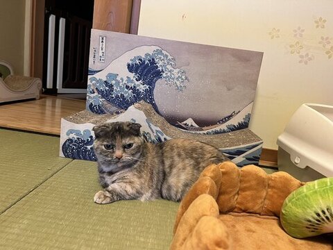爪とぎの前に座るつぶちゃん