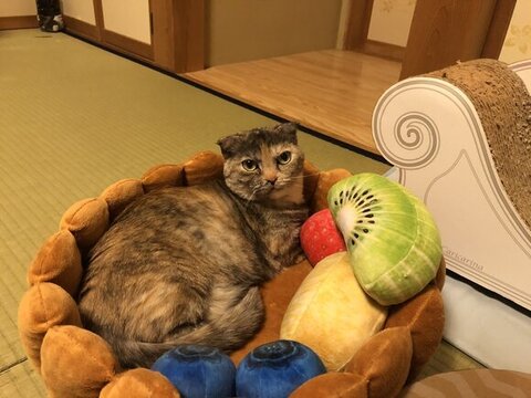 タルトのベッドにいるこつぶちゃん